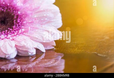 Summer, summertime concept - pink daisy flower on golden background Stock Photo