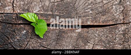 A new life start with the sprout of green leaves on a dead trees stump. Recovery of the Nature Stock Photo