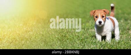 Pet summer concept, web banner of a cute dog puppy as standing in the grass Stock Photo