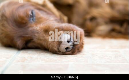 Resting pet, web banner of a lazy cute irish setter dog sleeping on the floor Stock Photo