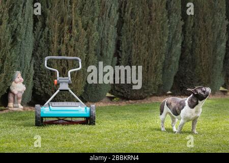 Lawnmover hand held machine and french bulldog. Hand lawn mower. Lawn mower on a green meadow. Stock Photo