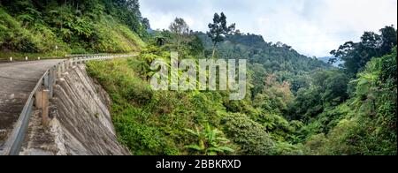 View panoramic image of tropical rain forest, with many ferns building a dense land for other large native trees on Ho Chi Minh road in Thua Thien Hue Stock Photo