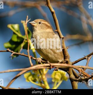 House sparrow in urban garden looking for food in winter sunshine. Stock Photo