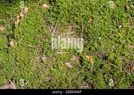 Green moss texture and background.  Forest background. Moss with needles Stock Photo