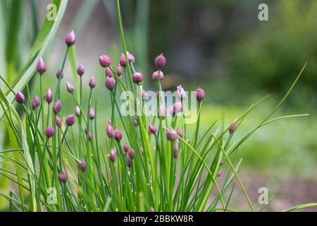 Fresh chive growing in the garden, herb, food concept Stock Photo