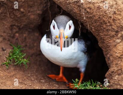 An Atlantic Puffin emerging from its burrow on Skomer Island, South Wales Stock Photo