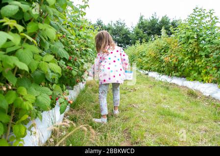 Children raspberry picking in Norfolk, England Stock Photo