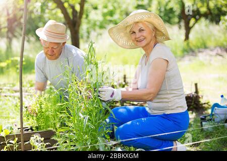 Smiling happy elderly seniors couple gardening Stock Photo