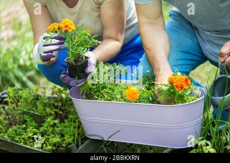 Smiling happy elderly seniors couple gardening Stock Photo