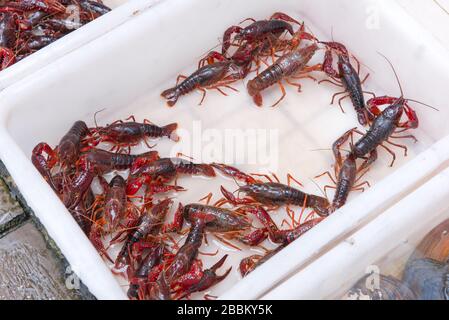 Brotherhood of crawfish or red Lobster Claws in market. Stock Photo