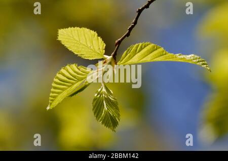 carpinus betulus, young leaves of a common hornbeam against a blurred green-blue background in spring Stock Photo