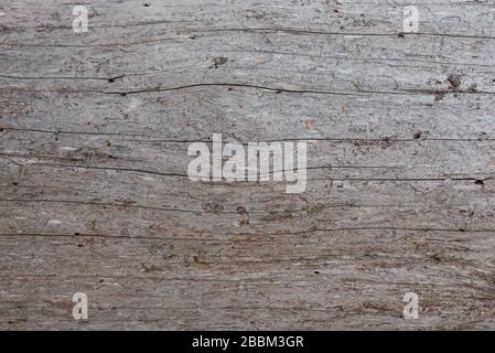 The texture of dry pine gray. The trunk of an old tree without bark. Wood background Stock Photo