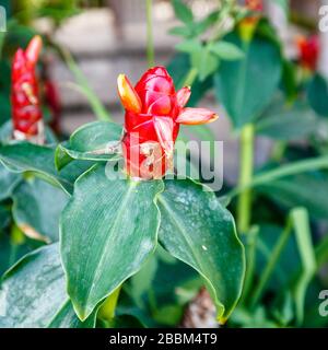 Blooming red Indian head ginger or Costus spicatus. Bali, Indonesia. Square image. Stock Photo