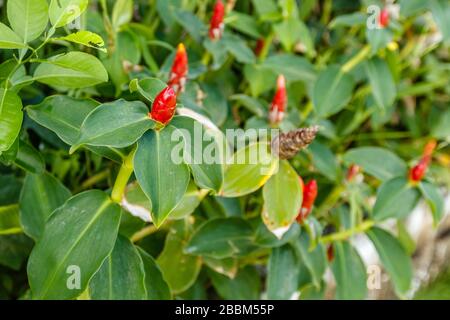 Blooming red Indian head ginger or Costus spicatus. Bali, Indonesia. Stock Photo