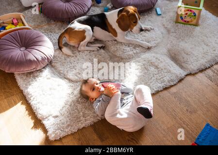 Portrait of one year old baby girl indoors in bright room with dog Stock Photo