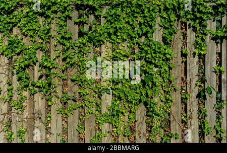 wooden fence covered with green ivy. green ivy on the fence Stock Photo
