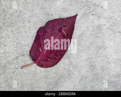 Top view angle of rainbow rose's leaf on the floor Stock Photo