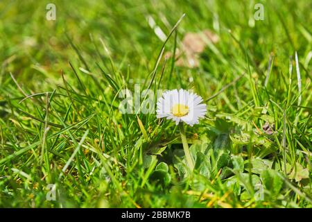 A single Common daisy Bellis perennis flower against a back drop of grass in a lawn