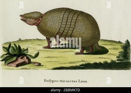 Brazilian three-banded armadillo.  Engraving created in 1700s for renowned work on mammals by German naturalist, Johann Christian Daniel von Schreber, the multi-volume 'Die Saugthiere in Abbildungen nach der Natur mit Beschreibungen' ('The Mammals in Accordance with Illustrations of Nature with Descriptions'), published from 1775 to 1792. Collectively, the mammals featured by Schreber in this work have come to be known as 'Schreber's Fantastic Beasts'.  The engraving was later coloured by hand. Stock Photo