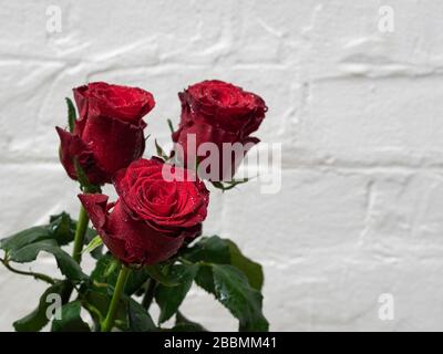 Close-up of three red roses agaist white wall Stock Photo