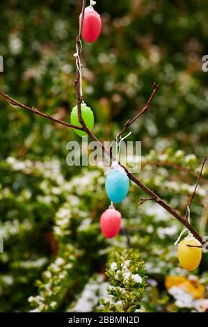 Colorful easter eggs hanging at branches in the garden as decoration for Easter. Some eggs are covered with snow. Stock Photo