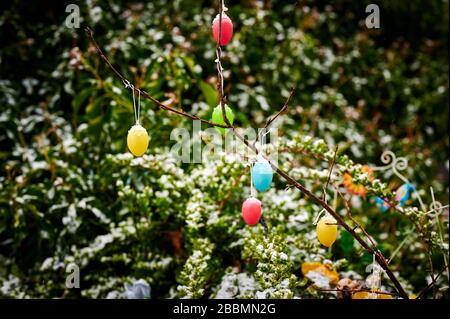 Colorful easter eggs hanging at branches in the garden as decoration for Easter. Some eggs are covered with snow. Stock Photo