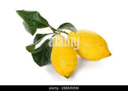 Two freshly harvested ripe lemons with leaves isolated on white background with clipping path Stock Photo