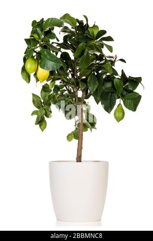 Potted lemon treewith several fruits isolated on white background Stock Photo