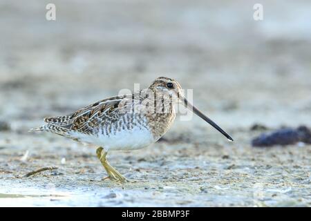 Common snipe (Gallinago gallinago), a small wader standing on a lakeshore with a water droplet on its beak Stock Photo