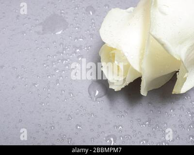 Top view of white rose with drops of water on grey background Stock Photo