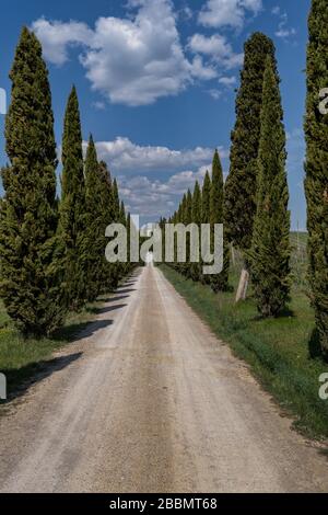 Cypress Alley Leading To The Farmer's House In Tuscany, Italy. Stock Photo