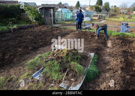 Working on a new allotment in order to grow their own food and stay healthy Stock Photo