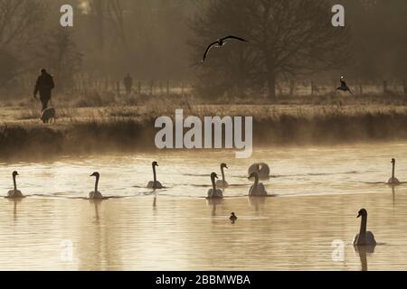 Sudbury meadows, Suffolk. Early morning walk beside the river stour. Stock Photo