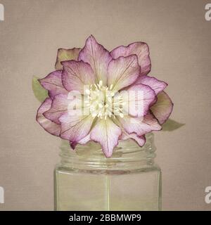 Cut Hellebore in a glass jar, English country garden, UK Stock Photo