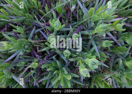 Carpobrotus plant grows on the dunes, view from the top Stock Photo