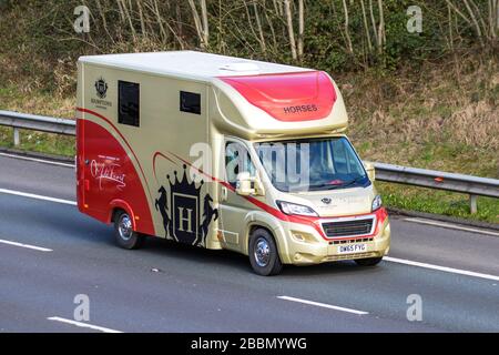 2016 gold Peugeot Boxer 435 Professional L4 a Hamptons horsebox van; Animal transport travelling on the M6 motorway, Lancashire, UK Stock Photo