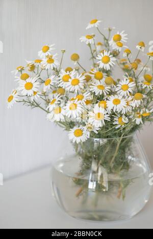 Bouquet of daisies in a vase. Beautiful wild chamomiles in a glass vase on the white background. Minimalistic home decoration detail. Stock Photo