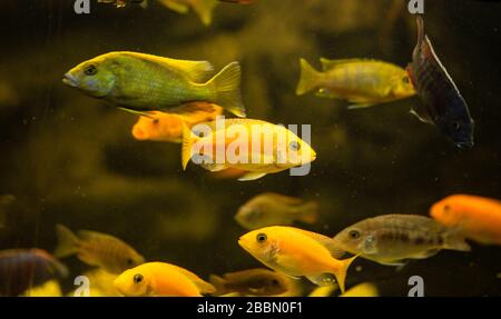 Colorful african mbuna cichlids  swimming in home aquarium Stock Photo