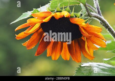 English country garden plants. Large Sunflower head with green background. Towcester, Northamptonshire, UK Stock Photo