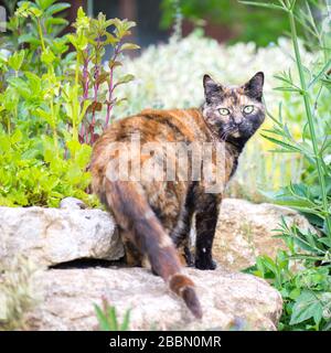 Unusual coloured tabby cat in a garden rockery in Northamptonshire, England Stock Photo