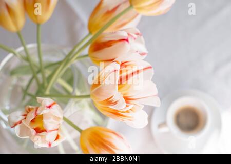 Beautiful bouquet of stripped white and red tulips and two cups of coffee on the table. Top view. Stock Photo