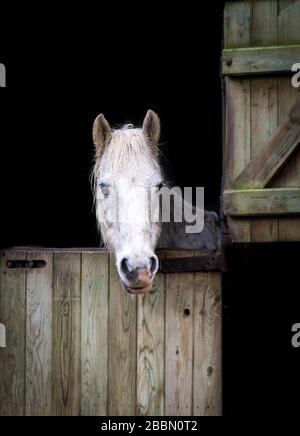White horse poking his head through a stable door in Northamptonshire, England Stock Photo