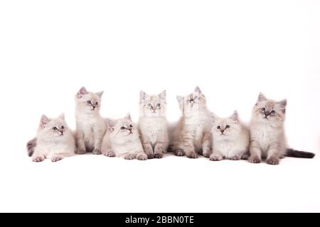 Seven small Siberian Neva Masquerade kittens on white background. Cats sitting Stock Photo