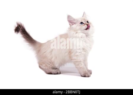 Small Siberian Neva Masquerade kitten on white background. Cat licked Stock Photo