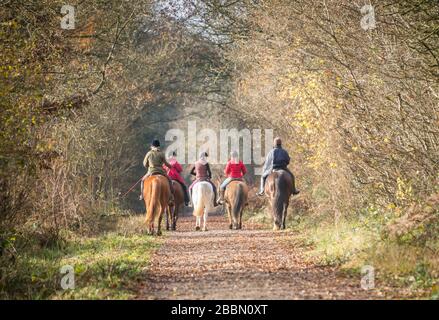 Five horse riders, riding through a forest in England, Silverstone, UK Stock Photo