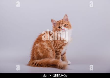 Small Siberian kitten on grey background. Cat sitting Stock Photo