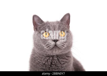 tubbycats british shorthairs