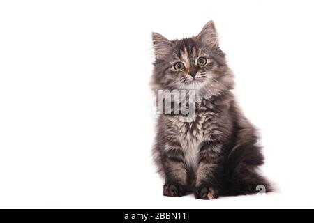Small Siberian kitten on white background. Cat sitting Stock Photo