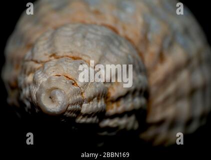 Seashell on th stone background Stock Photo