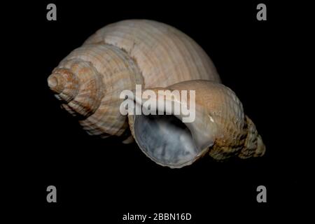 Seashell on th stone background Stock Photo